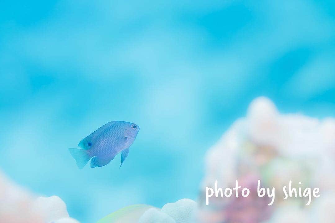 のインスタグラム：「【ナガサキスズメダイ】ソラスズメダイとの違いわかりますか？？夏の伊豆半島ではたくさんいるソラスズメダイに混じって泳いでいることがあります。違いは黄色の尻尾はソラスズメ！背中に紺の点があるのはナガサキですね！この黒い点は目に見せることで捕食者を惑わそうとしてるんですよ。 #せいぶつ部 #水中写真 #ダイビング #スキューバダイビング #写真撮ってる人と繋がりたい #写真好きな人と繋がりたい #海好きな人と繋がりたい #ふんわり写真部 #アクアリウム #お魚図鑑」