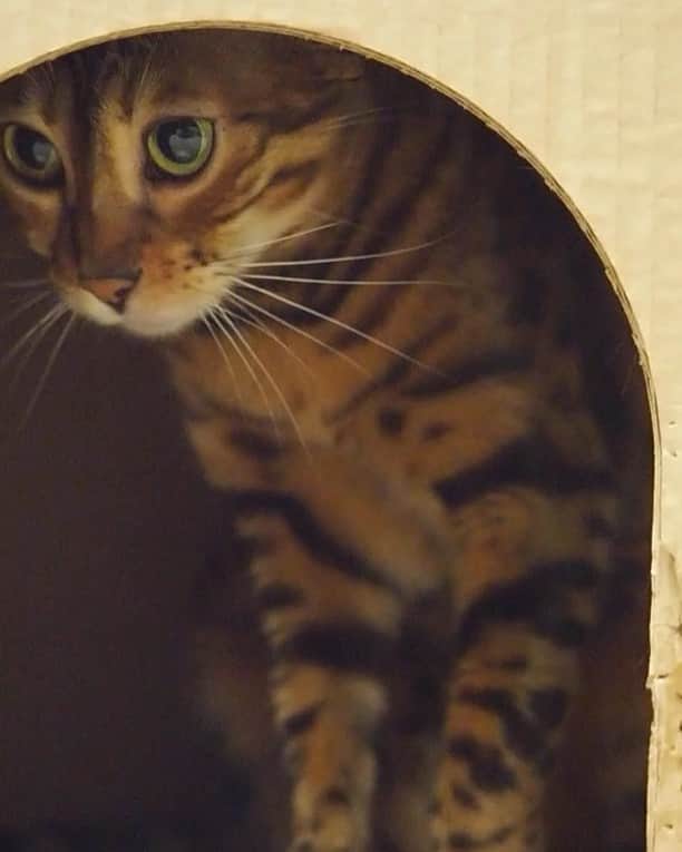 Celeb Bengal Cat · Simbaのインスタグラム：「Long #Simba 🐆 Full video version - http://bit.ly/2owcp1H」