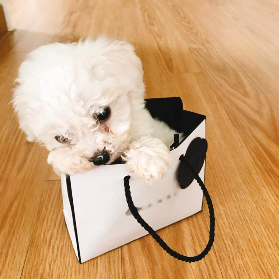 ジンジュ のインスタグラム：「건강하게 잘 자라나고 있는 #베베 입니다🐶 (너무나 작고 소중해서 사진 찍을 때만 잠시 가방에 들어가 있었답니다😉)」