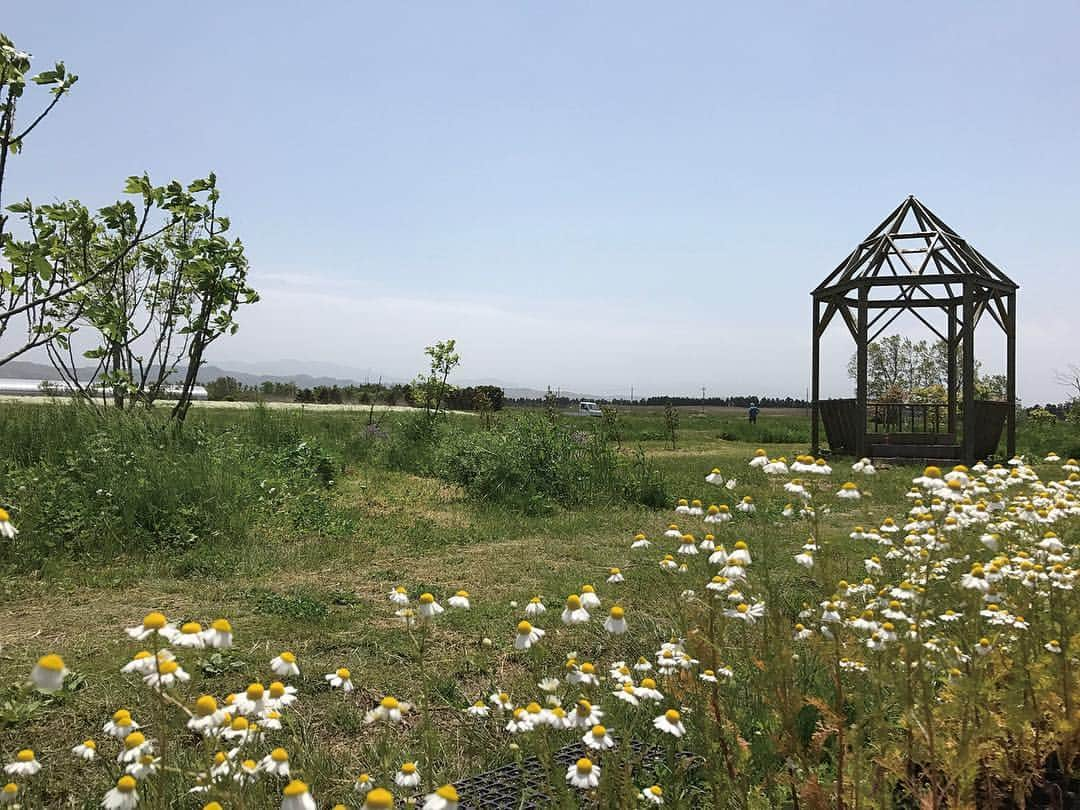 kanazawa_johoのインスタグラム：「* ハーブの香りでリフレッシュ。 見渡す限り広がる畑には、無農薬法で栽培された約50種類のハーブがあり、シーズン中は、風に乗って香りが畑いっぱいに広がります。 隣接ショップでは、ハーブを使ったグッズやピザ作り体験もできますよ(^^) * * :*::*::*::*::*::*::*::*::*::*::*::*:*::*::*: 「日帰りであそぶ いしかわの温泉」好評発売中。 （気になる人はプロフ( @kanazawa_joho )内のリンクへ。） 掲載情報や近隣のおすすめスポットをご紹介♪ :*::*::*::*::*::*::*::*::*::*::*::*:*::*::*: * * #PaySan  #ハーブ農園PaySan #ハーブ農園 #ペザン #ハーブ #農園 #畑 #ハーブの香り #ピザ #体験 #石川県体験 #河北郡 #河北 #津幡 #石川県 #石川温泉 #いしかわ温泉 #温泉 #石川日帰り温泉 #日帰り温泉 #旅行 #観光 #観光スポット #ぶらり旅 #旅 #日帰り旅行 #日帰り温泉部 #いしかわの温泉 #日帰りであそぶいしかわの温泉」