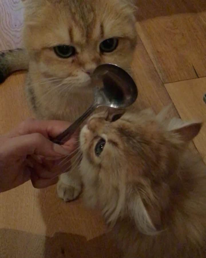 Pumpkinのインスタグラム：「When you’re the short friend in the group @biglittlepudding ••••••••••••••••••••••••••••••••••••••••••••• . . . . . #pumpkinthepurrmachine #bouledepoil #catmyboss @go_animals_official @animals.co  @cats_of_instagram @catsnet @cats_of_world @cutepetclub #happycatclub #ronronar #みんねこ #animalvideo #catsnet #cats_of_world #แมว #ねこ #kedi #chaton #kawaii #animalsco #catsofgram #pleasantcats#thedailykitten #britishshorthair #gatton #gatti #gattini #fofo #catvideos #sweetcatclub #catloversclub #kittens_today」