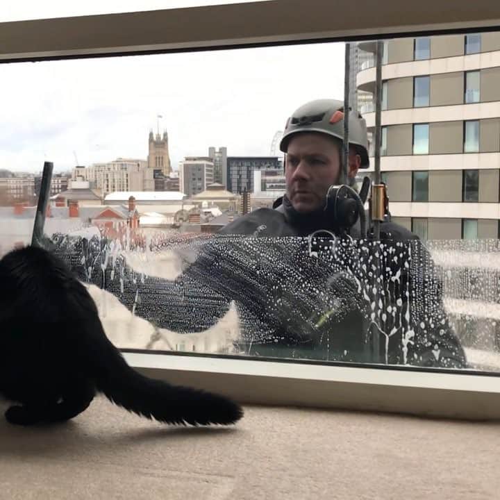 のインスタグラム：「10/02/2018 Happy #Caturday ! ・ Early morning cleaning of the bedroom window – left-hand side👷‍♂️ Of the videos posted so far, this is possibly Guinness at his most excitable! With light steps, it’s a hop, skip and a jump for Guinness to chase the wiper🐈💨💨 Meanwhile, Pimms is merely trying not to get in Guinness’s way😂 ・ To see the full version, please check out my #YouTube channel! (link on BIO) 「#愛猫ギネスと窓拭きおじさん ④③」  https://youtu.be/nKvYT3Qrg3w ・ I will post the right-hand window view of the window cleaning tomorrow. Have a nice weekend! ・ ・ 引き続きベッドルームの窓拭き動画です。 今日は左側の窓拭きをpost。 もしかしたら今までで1番#ギネスくん の動きが激しいかもしれない😂  カエル跳びみたいな動きで何往復もしてて、合宿かと思いました。笑 途中で側に行ったけど、ギネスの勢いに焦って戻って来る#ピムスくん にも注目してみて下さい♬ ・ フルバージョンは右側の窓拭き動画も含めYouTube へアップしております。 「#愛猫ギネスと窓拭きおじさん ④③」  https://youtu.be/nKvYT3Qrg3w ・ トップページから直接私のYouTubeチャンネルへアクセス出来ます。 よろしければ是非ご覧下さい♬ それでは素敵な週末を！ ・ ・ #日々 #暮らし#にゃんすたぐらむ #にゃんだふるらいふ #neko #ねこ #ねこ動画 #みんねこ #ペコねこ部 #windowwasher #windowcleaning #windowcleaner #london #selkirkrex #セルカークレックス #gingercat #茶トラ #猫動画 #ねことの暮らし #ほっこり」