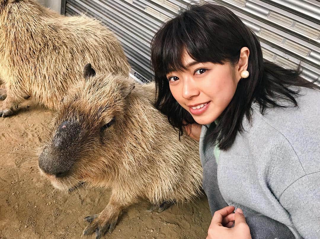 わちみなみのインスタグラム：「今日は初めてマザー牧場にいってきた！ . 初めて生のカピバラが見れて満足です💡 . 毛が立ってていかシュウマイみたいでした☺︎☺︎ .  動物好き😄😄 . #マザー牧場 #千葉 #わちみなみ #カピバラ #毛が硬い #いかシュウマイ #呼子 #いか 笑」