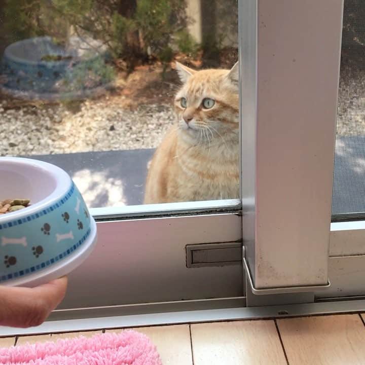 ミカ・タレッサ・トッドのインスタグラム：「This cute stray cat waits outside of my parents window and waits for my mom to feed him. I look forward to seeing him every morning💕」