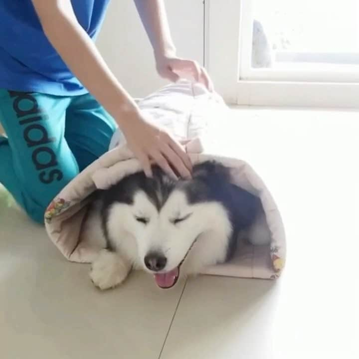 MARUのインスタグラム：「Maru Burrito 🐼🌯 Tag a friend who loves burritos ❤️ #maruhuskyvids ____________ #houndandlife#huskypics#bestwoof#meowvswoof#myhusky#Ruffpost#videobyanimals#dog_features#my_husky#barkpost#dailybarker#photos4ellen#huskylovingclub#alaskanmalamute#excellent_dogs#thedodo#sendadogphoto#itsahuskything#huffpostgram#dogs_of_instworld#ilovehuskies_features#buzzfeedanimals#viralpets#meowsandwoofs#funbestvids」