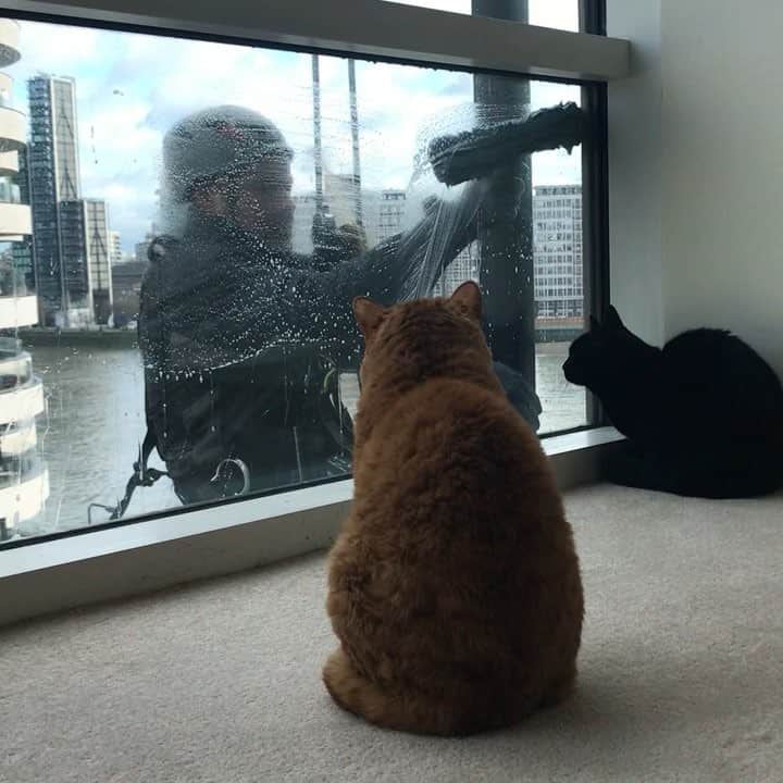 のインスタグラム：「11/02/2018 Happy Sunday! ・ Carrying on from yesterday, here we have the view from the right-hand side👷‍♂️ And still an excitable Guinness. The extreme focus on the wiper is serious business. In stark contrast, Pimms doesn’t move an inch. Even if the man disappeared from view and the wiper appeared, I think Guinness would get excited once more! ・ To see the full version, please check out my #YouTube channel! (link on BIO) 「#愛猫ギネスと窓拭きおじさん ④③」  https://youtu.be/nKvYT3Qrg3w ・ Enjoy the rest of your weekend! ・ ・ 昨日の続き。 今日はベッドルーム右側の窓拭き風景です。 引き続きテンションの高い#ギネスくん 。 ワイパーを見る目は真剣👀 終わっちゃったと思わせておいて、最後ワイパーだけ登場する演出😂おじさんありがとう！ ちなみに#ピムスくん 。1ミリも動かず。笑 どすんとお座りしてて、撮る時初めてちょっぴり邪魔だと思ってしまった😂 うすうす感づいてたけど、多分ピム丸はおじさんに興味があるわけではなく、おじさんと遊んでるギネスのお供としてその場にいる気がする。笑 ・ フルバージョンはYouTube へアップしております。 「#愛猫ギネスと窓拭きおじさん ④③」  https://youtu.be/nKvYT3Qrg3w  トップページから直接私のYouTubeチャンネルへアクセス出来ます。 ・ これで今回の窓拭き動画は終了です。 お付き合いいただきありがとうございました♬ ・ ・ #日々 #暮らし#にゃんすたぐらむ #にゃんだふるらいふ #neko #ねこ #ねこ動画 #みんねこ #ペコねこ部 #windowwasher #windowcleaning #windowcleaner #london #selkirkrex #セルカークレックス #gingercat #茶トラ #猫動画 #ねことの暮らし #ほっこり #theweekoninstagram」