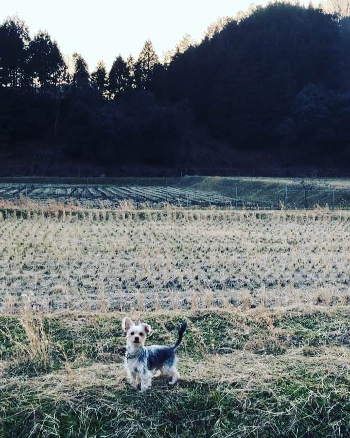 のインスタグラム：「#広島 の#実家 の#田んぼ でいっぱい遊んだよ！ #野うさぎ のように#田園風景 を走る💨  #japanesegarden #japanesedog #japaneserice #dogmodel #dog #dogsofinstagram #yorkiesofinstagram #dachshund #doggy #doggie #insta_dogs #instapups #ヨーキー #ダックスフント #ダックスフンド #ヨークシャテリア #ハーフ犬 #ミックス犬 #ミックス犬同好会」