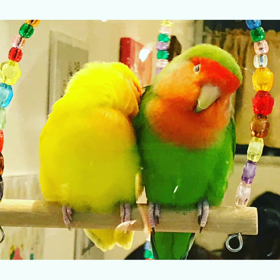 アンミカさんのインスタグラム写真 - (アンミカInstagram)「旦那様と弟と、ことりカフェに行ってきました🐤💗鳥ちゃん達が天国に向かって半年、、、浮気を許してね。。。 #1枚目は弟とテディ #小桜インコのラブラブっぷりに癒される #オカメインコの穏やかさが好き #lovebird #model #ahnmika #ことりカフェ #夫婦デート」2月11日 17時22分 - ahnmikaofficial