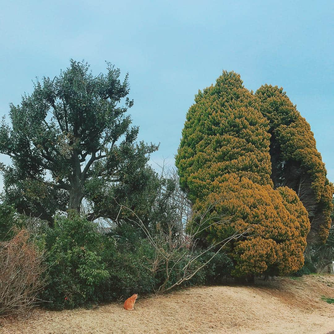 安達祐実さんのインスタグラム写真 - (安達祐実Instagram)「♡♡♡ #ニャンが居る風景」2月12日 9時03分 - _yumi_adachi