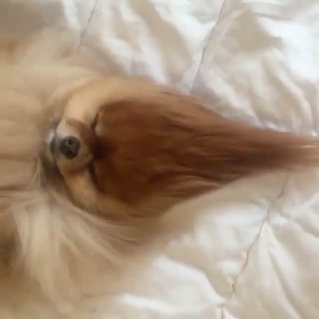 Animalsのインスタグラム：「😂😍 By @cece.pomeranian via @petchannel」