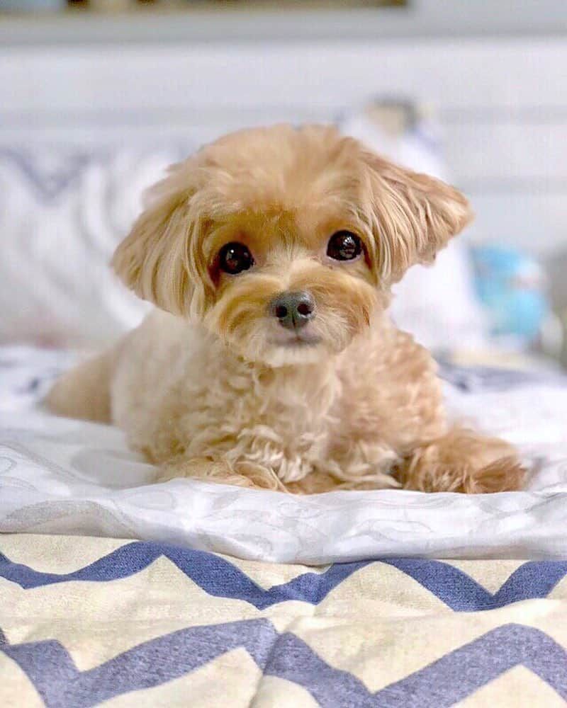 Ⓜ️їк◎ みこ 미코 ? Dogsのインスタグラム：「Finally got my haircut 💇🏼 . Now I don’t look fat and messy anymore right, mom?! 😤😑 See previous post for my before grooming L👀K 🙈😜 . 💮 հɑԹԹվ 🍊C͙N͙Y͙🍊 աҽҽƘ 💮 . 💆🏼‍♀️💈💇🏼‍♀️ 📆〔12Feb2018〕 #maltipoosofinstagram #dogs #maltipoo #maltese #toypoodle #ワンコ #わんこ #犬 #いぬ #トイプードル #dogsoftheday #poodlesofficial #poodle #puppylove #petfancy#furball #sgpet #poodleclub #poodleclubsg #furbabies #furballs #fluffypack #puppiesforall #pawsomepoodles #singaporedogs #개 #푸들」