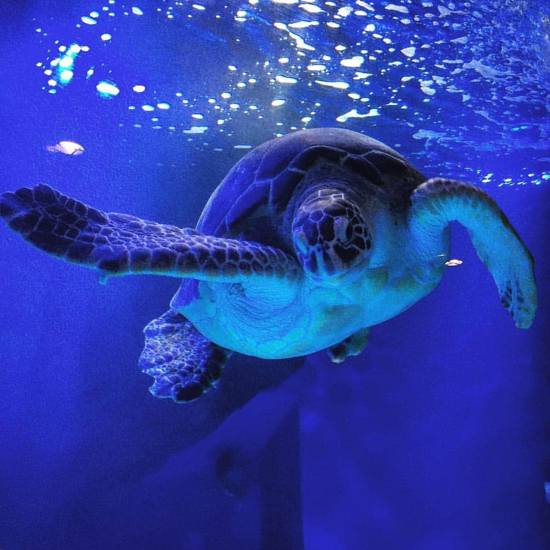 Koya Takeiのインスタグラム：「いつぶりの水族館だろうか。子供が大はしゃぎする横で、童心に返って楽しんでいる自分もいた。  優雅に泳いでいる魚を見ながら、はしゃいでいる子供を見ながら過ごす休日は最高ではないか。  #休日の過ごし方 #素敵な休日 #水族館 #ウミガメ #写真好きな人と繋がりたい #アクアパーク品川 #水槽 #写真の撮り方 #休日 #遊び」