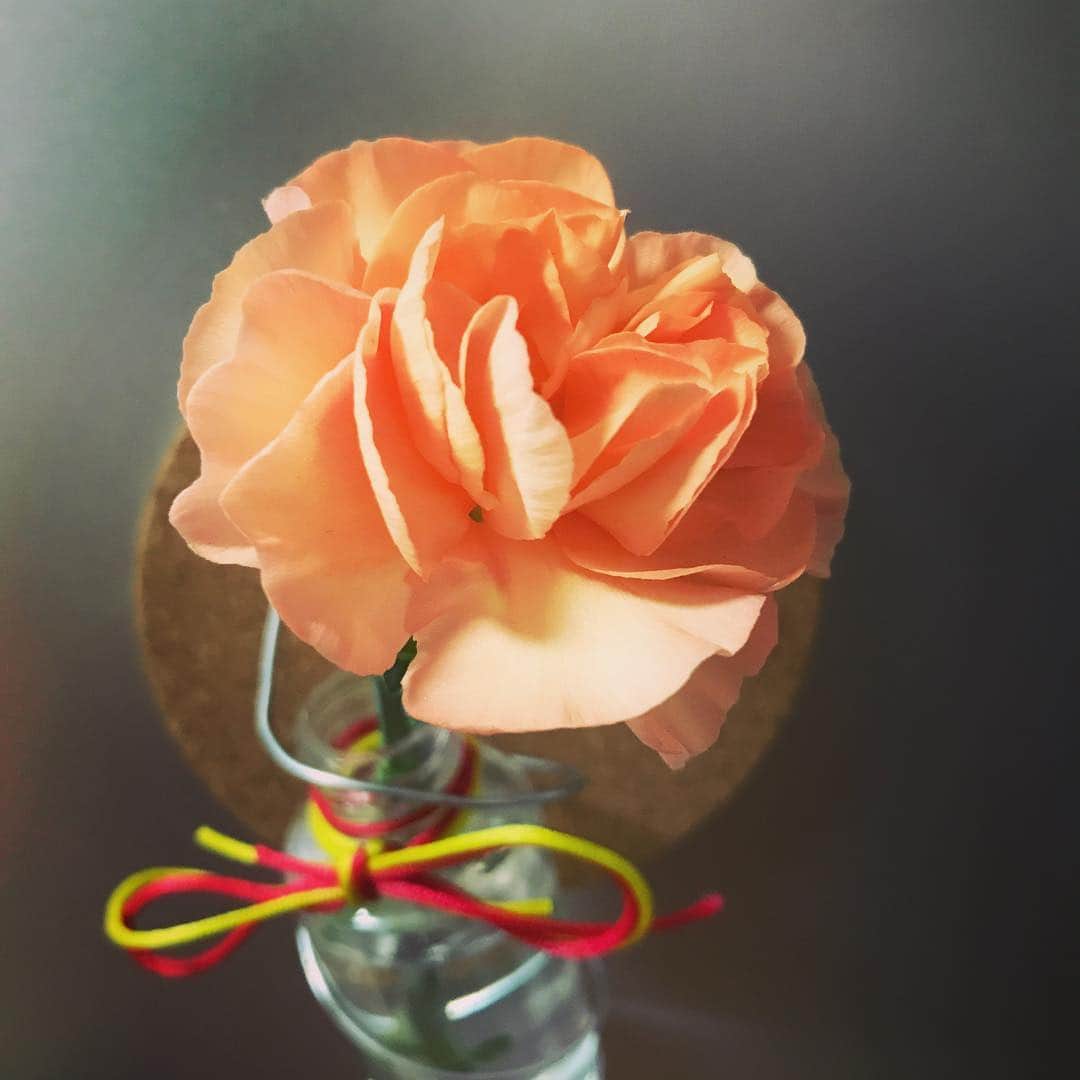杵渕はなさんのインスタグラム写真 - (杵渕はなInstagram)「オレンジのカーネーションをいただきましたー。  #花言葉  #純粋な愛 #あなたを熱愛します #清らかな慕情」2月13日 1時40分 - kinebuchihana