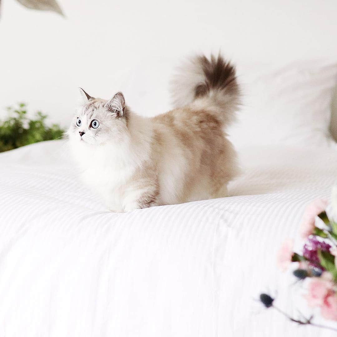 Atlas & Olieのインスタグラム：「Happy belated 3rd birthday Atlas! Cannot believe we missed your birthday again! Such bad pet parents lol!  #munchkincat #minuet #persiancat」