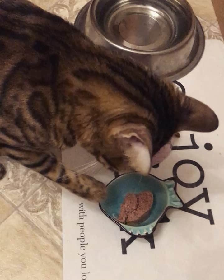 Celeb Bengal Cat · Simbaのインスタグラム：「EATING AT NIGHT DOES NOT MAKE YOU FAT 🐯」