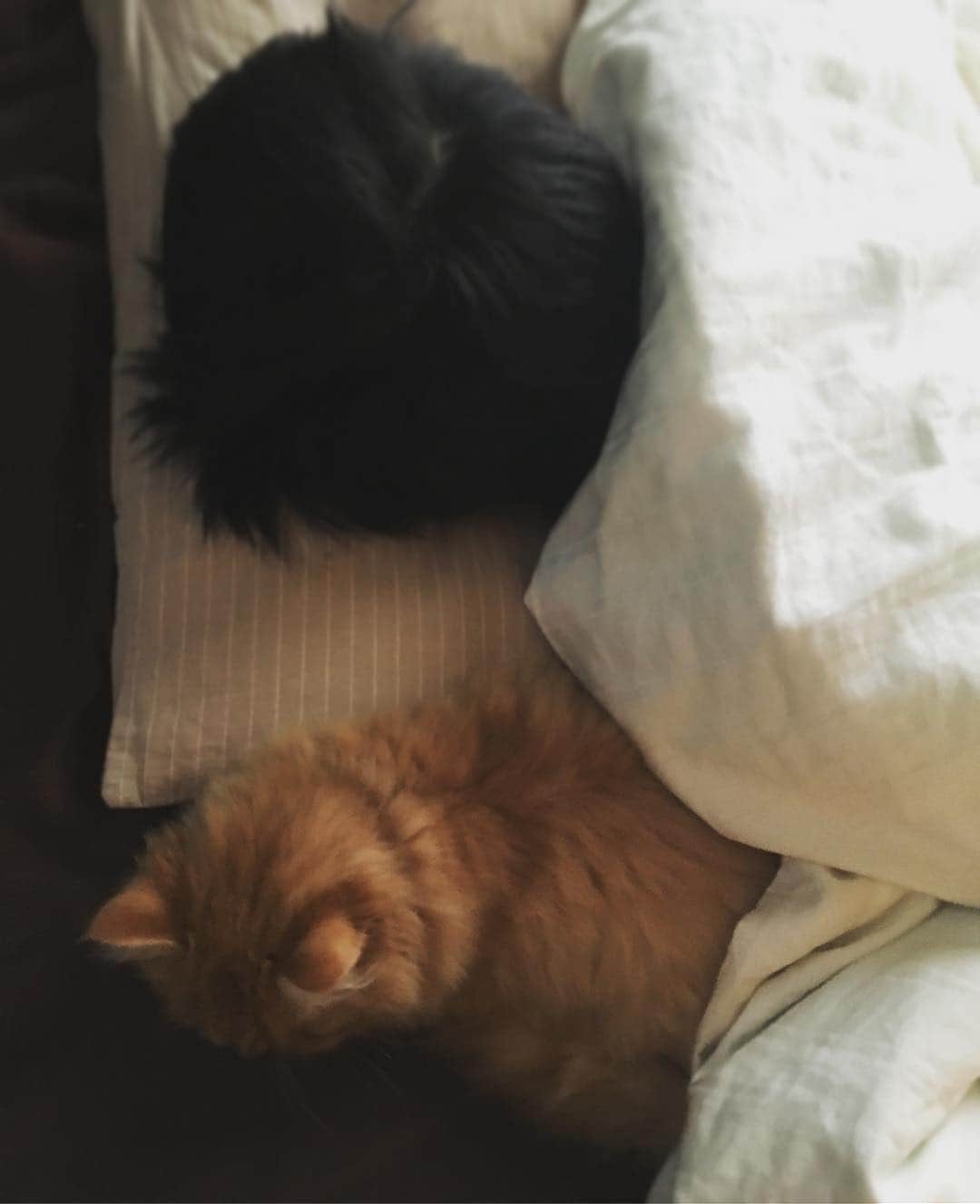 ばばかよのインスタグラム：「Happiness is right there.#ねこ #息子 #おふとん #ねてる #cat #myson #with #bed #sleepingcat #happiness #daily」