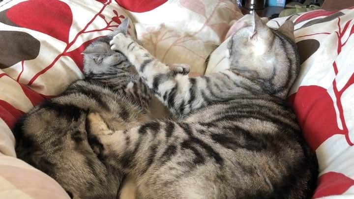 アトム & ルークのインスタグラム：「前回のストーリーズの続き。 毛繕いの最後は必ずこう( ˘ω˘ ) #動くアトルー」