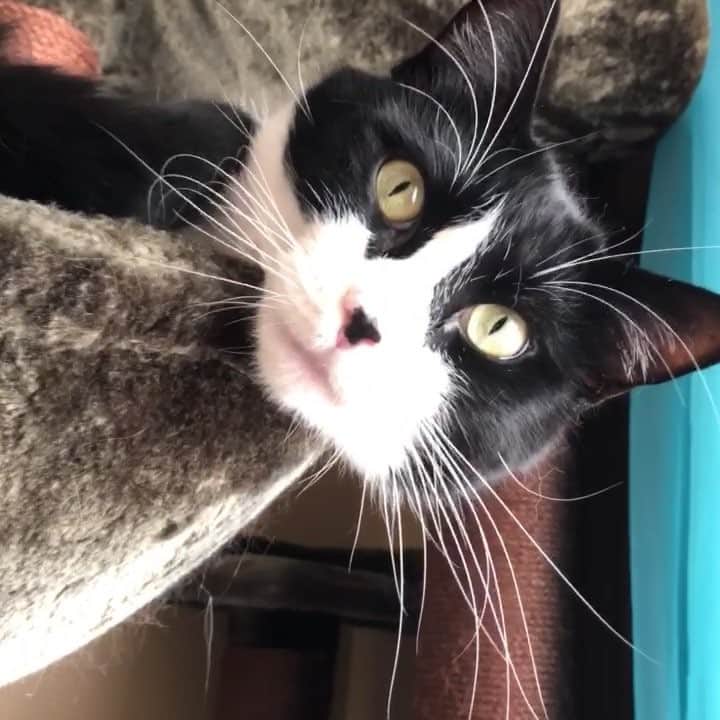 Tuxedo Cat Brosのインスタグラム：「Hugo hanging out in his @kittymansions basket! ❤️」
