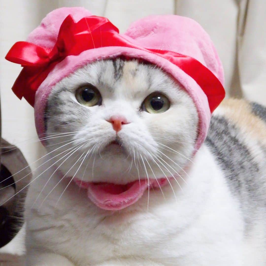 ⁽⁽◝( ˙ ꒳ ˙ )◜⁾⁾のインスタグラム：「Happy Valentines Day❤️ ♪ バレンタインだからハートを被せてみたらめっちゃ不機嫌😅 不機嫌なためペロリもしてくれませんでしたープンプン😾 チョコ食べられないから拗ねてるのかにゃ〜？🐾 すぐにちゅーるでご機嫌とりました🤣 ♪ #かわいいかわいいねこハートちゃん#猫#スコティッシュフォールド#cat#scottishfold」