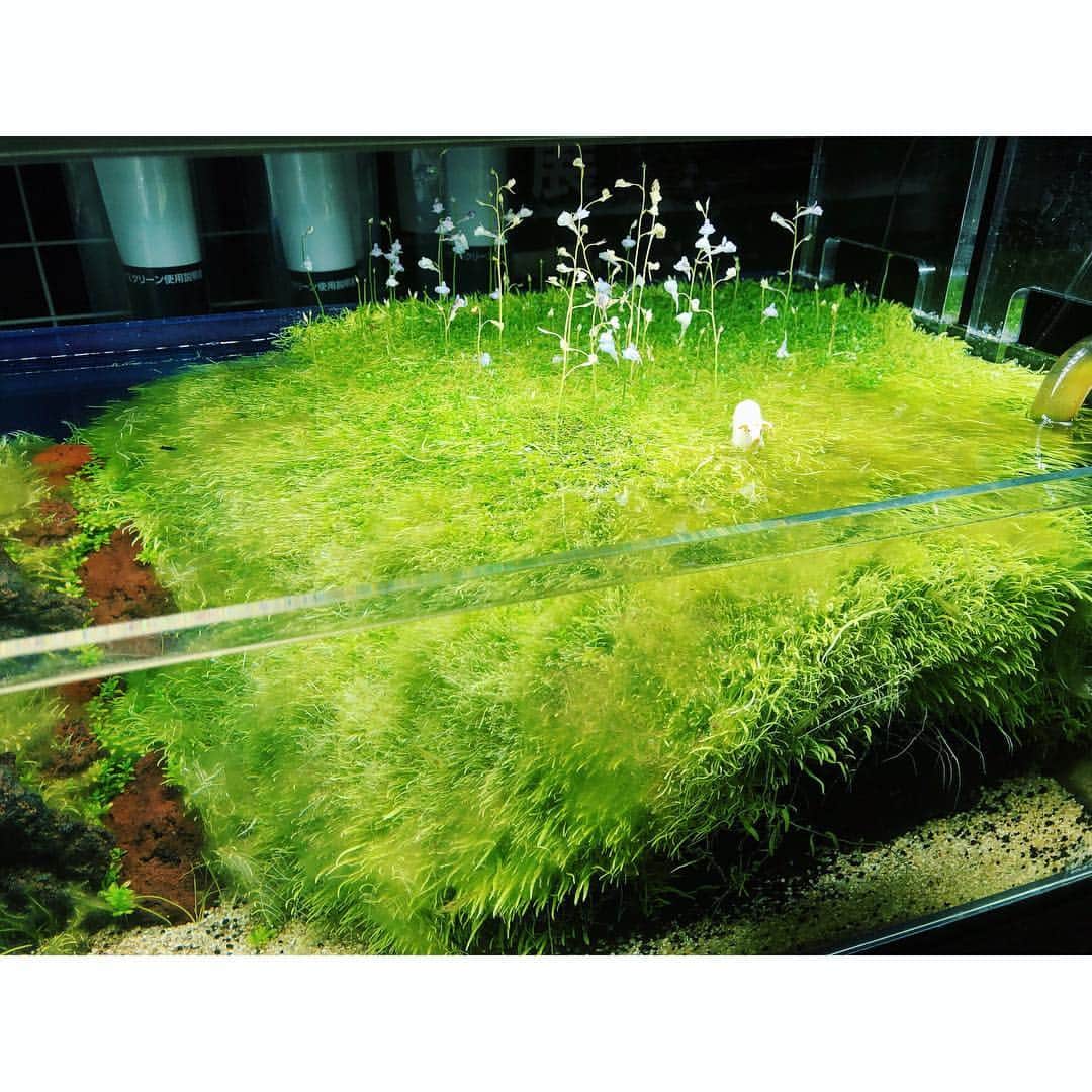 hirokoのインスタグラム：「ひょー😳草原のような水槽🐑🌿🐠🍀#パウパウアクアガーデン #銀座 #お店の名前 #かわゆし #☺️ #草原 #駆け抜けたい #駆け抜けよう #パウパウ #♬」
