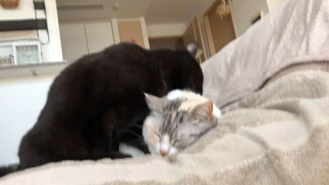 Natsukiのインスタグラム：「ホタテは今でもお母さんのような時があります(笑)  # cat #scottishfold  #blackcat」