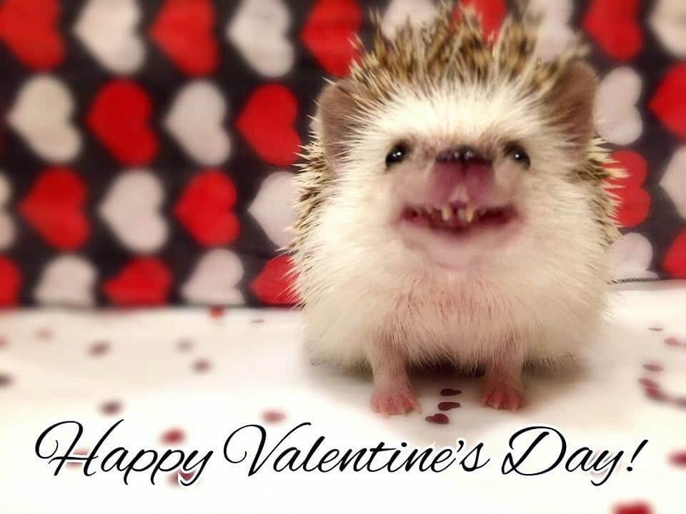 ハフのインスタグラム：「A few years ago I fell in love with a hedgehog named Huffington, who turns out, loved smiling for the camera. Remembering him with one of his first photo shoots on this day of love. ❤️ #happyvalentinesday」