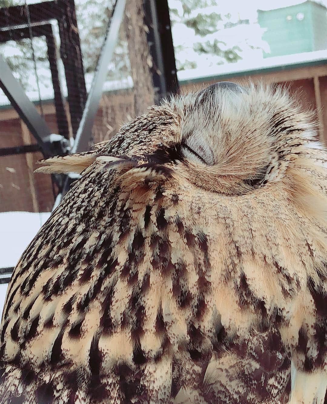 高橋麻美さんのインスタグラム写真 - (高橋麻美Instagram)「姪っ子上手写真シリーズ✨  おねんねふくろう🦉  #owl #sleep #zoo #hokkaido #asahikawa #asahiyamazoo」2月14日 18時33分 - charmy421