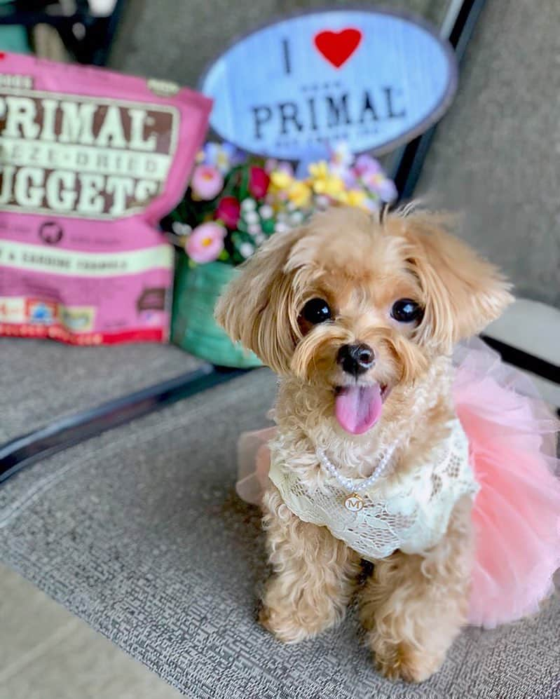 Ⓜ️їк◎ みこ 미코 ? Dogsさんのインスタグラム写真 - (Ⓜ️їк◎ みこ 미코 ? DogsInstagram)「PRIMAL has invited me for a Valentine’s dinner tonight 💐💘💕🌷 🤫 Ssshhh... I think he’s gonna regret as I’m going to eat him all up 😈🤤😝 May you have a ʜᴀᴘᴘʏ & ʀᴏᴍᴀɴᴛɪᴄ ᴠᴀʟᴇɴᴛɪɴᴇ's ᴅᴀʏ just Iike mine❣️😉🙃😄 . @b2kpet @primalpetfoods #b2kpet #primalpetfoods #MikoandB2KPet 🌷🌷🌷 📆〔14Feb2018〕 . #maltipoosofinstagram #dogs #maltipoo #maltese #toypoodle #ワンコ #わんこ #犬 #いぬ #トイプードル #dogsoftheday #poodlesofficial #poodle #puppylove #petfancy#furball #sgpet #poodleclub #poodleclubsg #furbabies #furballs #fluffypack #puppiesforall #pawsomepoodles #singaporedogs #개 #푸들」2月14日 19時54分 - preciousmiko