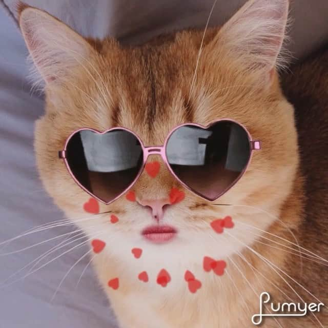 Pumpkinのインスタグラム：「Love you long time 😆😜♥️ #HappyValentinesDay ••••••••••••••••••••••••••••••••••••••••••••• . . . . . #pumpkinthepurrmachine #bouledepoil #catmyboss @go_animals_official @animals.co  @cats_of_instagram @catsnet @cats_of_world @cutepetclub #happycatclub #ronronar #みんねこ #animalvideo #catsnet #cats_of_world #แมว #ねこ #kedi #chaton #kawaii #animalsco #catsofgram #pleasantcats#thedailykitten #britishshorthair #gatton #gatti #gattini #fofo #catvideos #sweetcatclub #catloversclub #kittens_today」