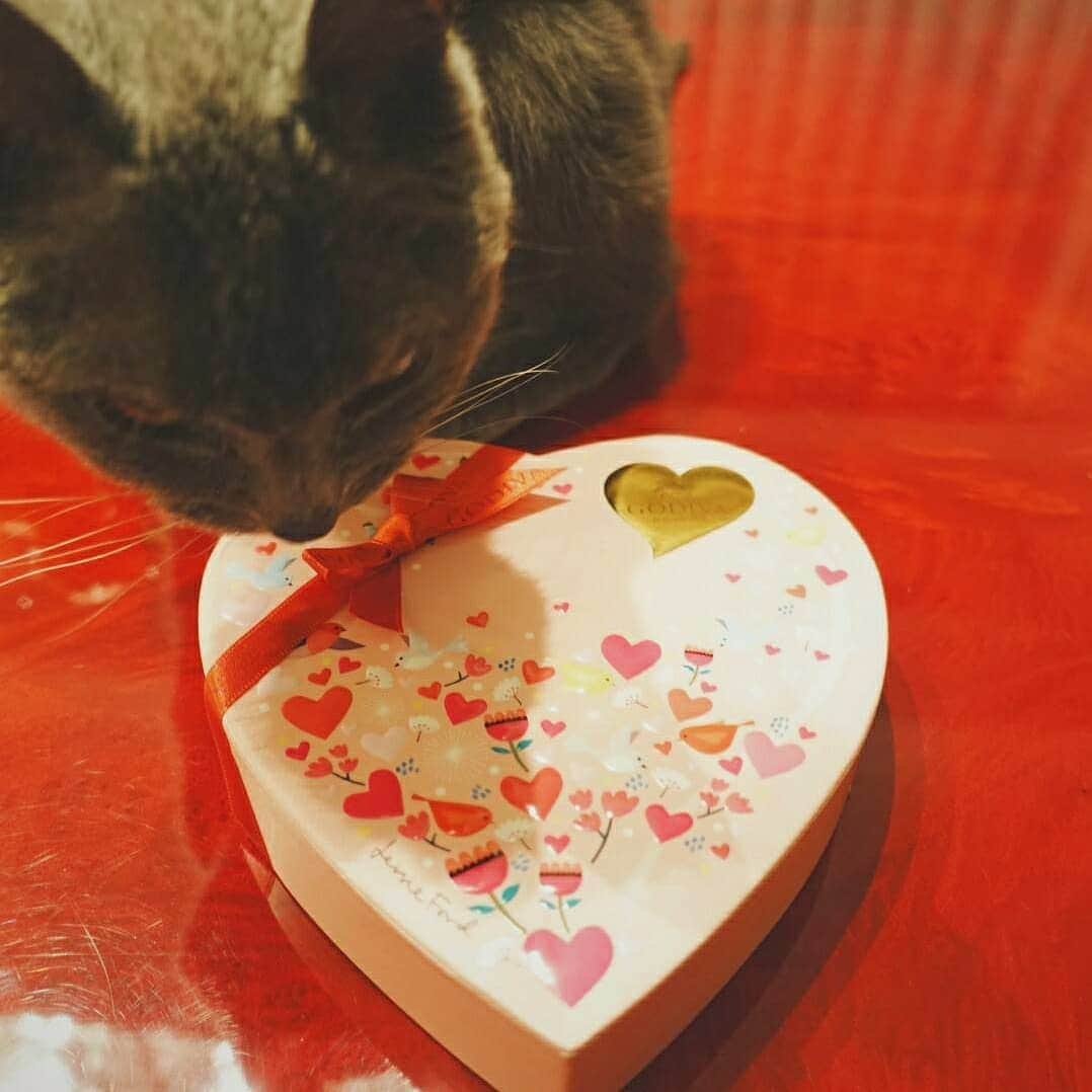 伊藤蘭さんのインスタグラム写真 - (伊藤蘭Instagram)「❤️ また寄ってきた😆 一年前と同じシチュエーション💦 ハッピーバレンタイン💝 おやすみなさい✨  #GoodNight #ハッピーバレンタイン #くらら #猫 #シャルトリュー #にゃんすたぐらむ #ねこすたぐらむ」2月14日 21時12分 - ranito_official