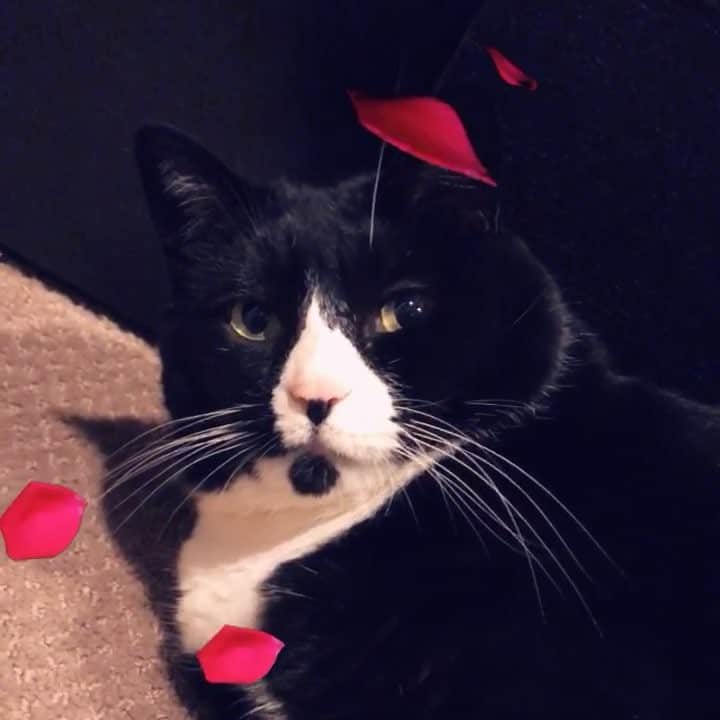 Tuxedo Cat Brosのインスタグラム：「So, you wanna be Ben’s Valentine? #toobad #wehatevalentinesday #howaboutasmackinthefaceinstead  #valentineschmalentine」