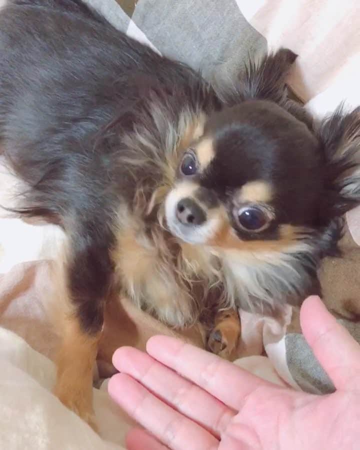 のインスタグラム：「手とじゃれながらお手するUluさん🐶🧡 #Ulu #Uluさん #子犬 #チワワ #ロングコートチワワ #愛犬」