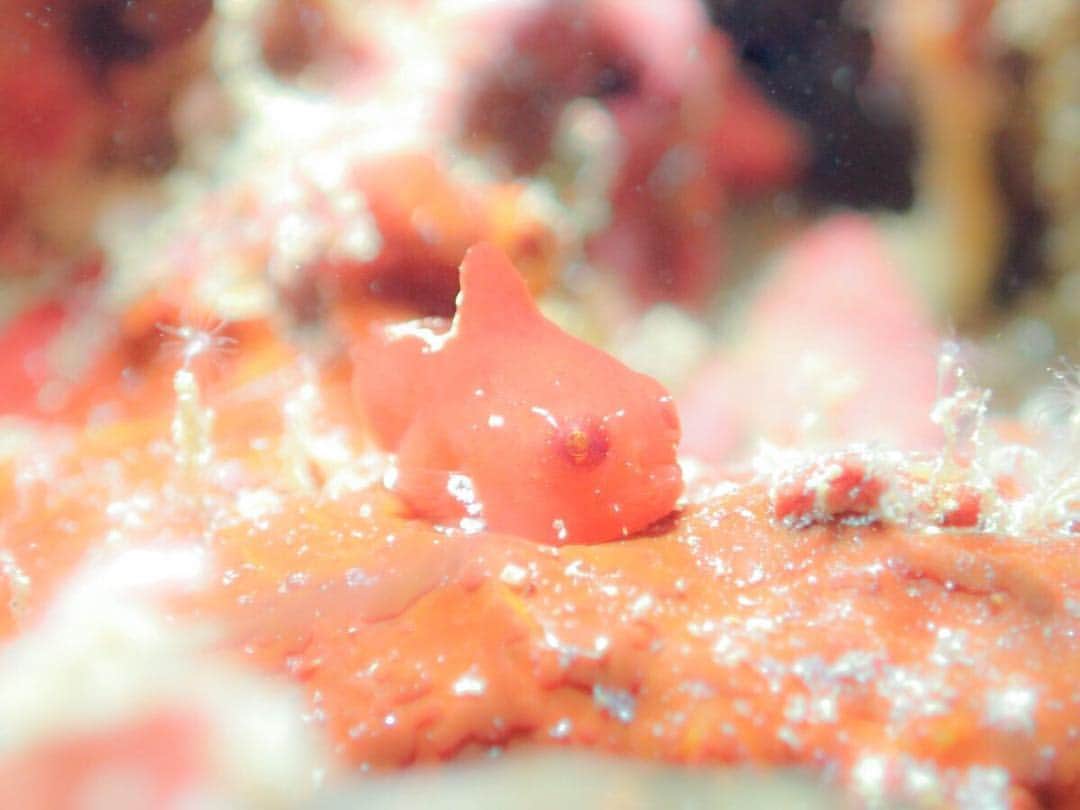 diversgakuen2016のインスタグラム：「【ダンゴウオ】 冬のアイドル！ そういえば日本海にいるダンゴウオは新しく別種として「サクラダンゴウオ」という和名が付いたようです。 ダンゴウオについて詳しく知りたい方はだいがくをチェック！！ divers-ei.com/2015/02/10/lum…  #せいぶつ部 #水中写真 #ダイビング #スキューバダイビング #写真撮ってる人と繋がりたい #写真好きな人と繋がりたい #海好きな人と繋がりたい #ふんわり写真部 #アクアリウム #お魚図鑑」