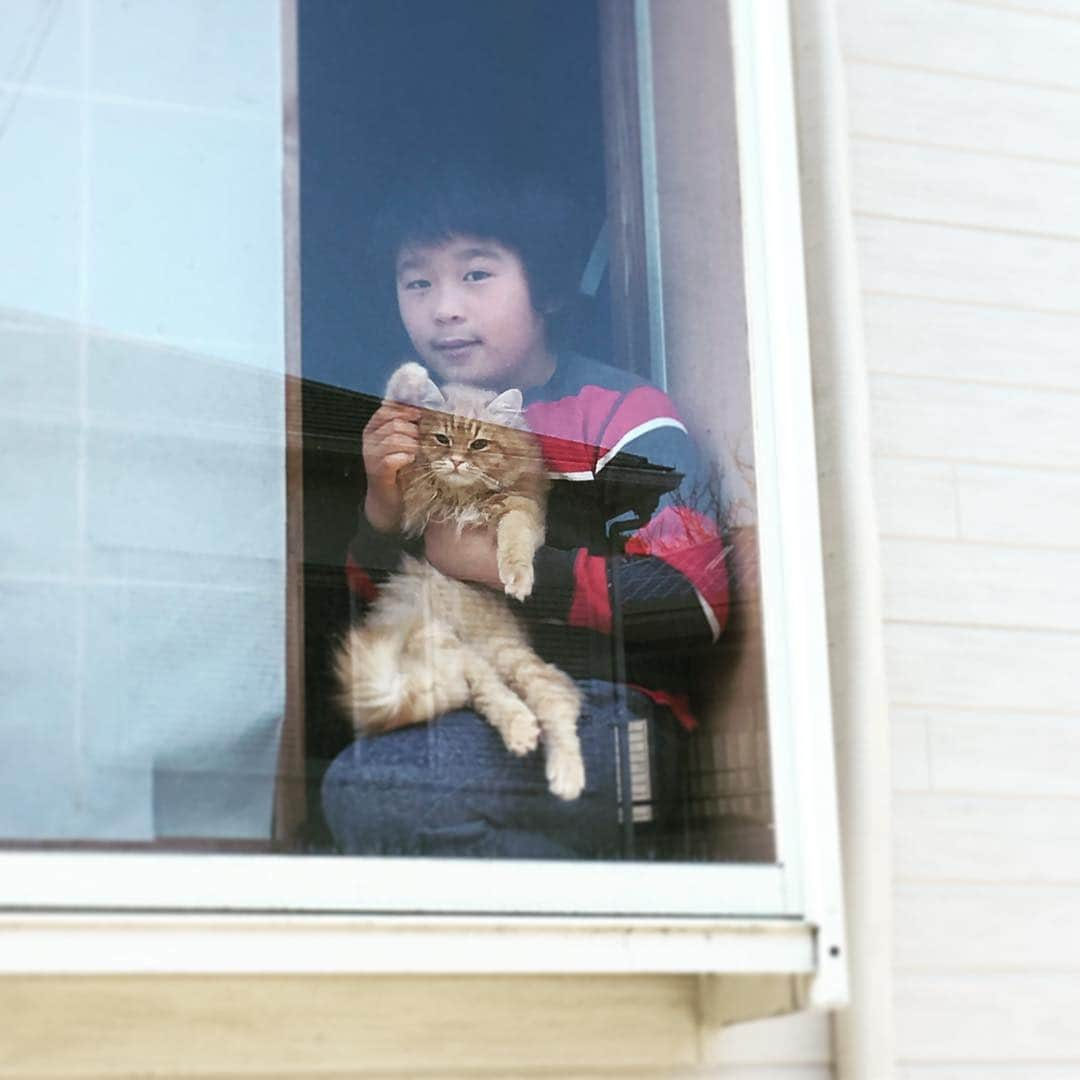 ばばかよのインスタグラム：「They were just adorable when they saw me off. #猫 #息子 #10歳 #cat #myson #with  #出窓 #window」