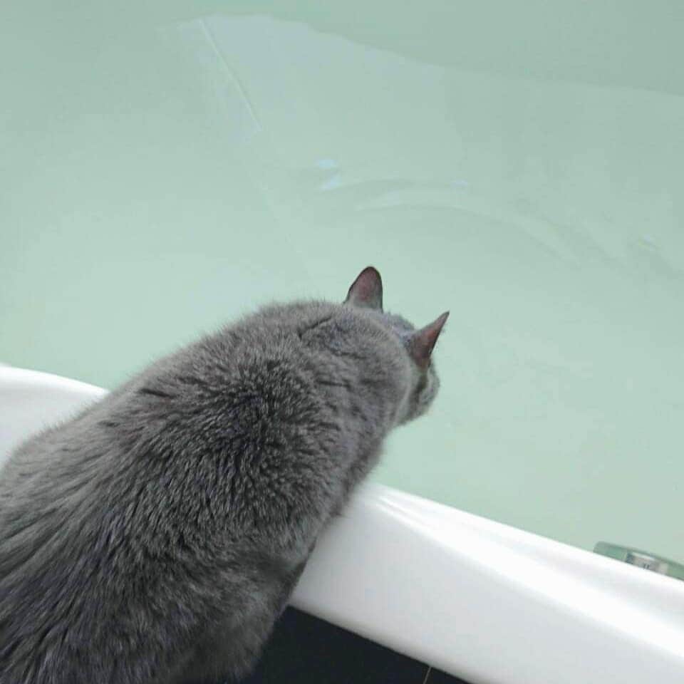 伊藤蘭さんのインスタグラム写真 - (伊藤蘭Instagram)「🐈🛁 ちょっと暖かい日✨✨ 今日も元気です😼  #くらら #猫 #シャルトリュー #お風呂の水は飲んじゃだめ #にゃんすたぐらむ #ねこすたぐらむ」2月15日 16時01分 - ranito_official
