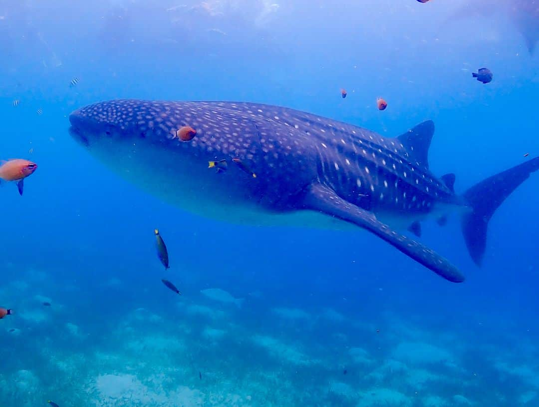 眞木美咲パメラさんのインスタグラム写真 - (眞木美咲パメラInstagram)「🦈 . 久しぶりにセブの写真投稿🏝 必死にジンベイ追いかけて楽しかった😜 このときはolympusのTG5📸 . 新しいGopro買ったからまた透明度高いところでたくさん写真撮りたいな🤳✨ . #cebu #olympus #tg5  #Gopro #whaleshark #ジンベイザメ」2月15日 19時07分 - pamypamypamy