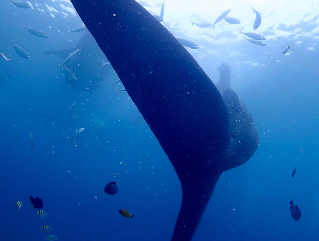 眞木美咲パメラさんのインスタグラム写真 - (眞木美咲パメラInstagram)「🦈 . 久しぶりにセブの写真投稿🏝 必死にジンベイ追いかけて楽しかった😜 このときはolympusのTG5📸 . 新しいGopro買ったからまた透明度高いところでたくさん写真撮りたいな🤳✨ . #cebu #olympus #tg5  #Gopro #whaleshark #ジンベイザメ」2月15日 19時07分 - pamypamypamy