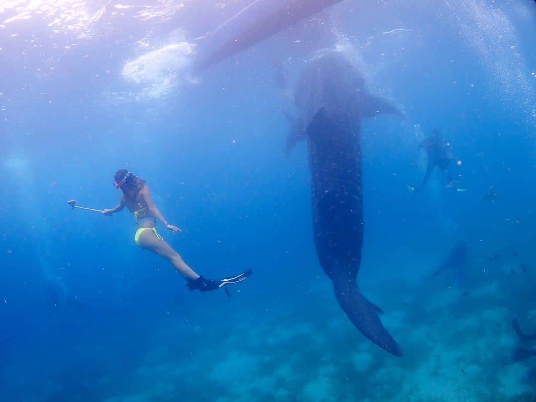 眞木美咲パメラさんのインスタグラム写真 - (眞木美咲パメラInstagram)「🦈 . 久しぶりにセブの写真投稿🏝 必死にジンベイ追いかけて楽しかった😜 このときはolympusのTG5📸 . 新しいGopro買ったからまた透明度高いところでたくさん写真撮りたいな🤳✨ . #cebu #olympus #tg5  #Gopro #whaleshark #ジンベイザメ」2月15日 19時07分 - pamypamypamy