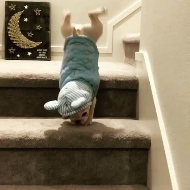 Animalsのインスタグラム：「Whoops!😂 By @_vodka1028 via @fluffypack」