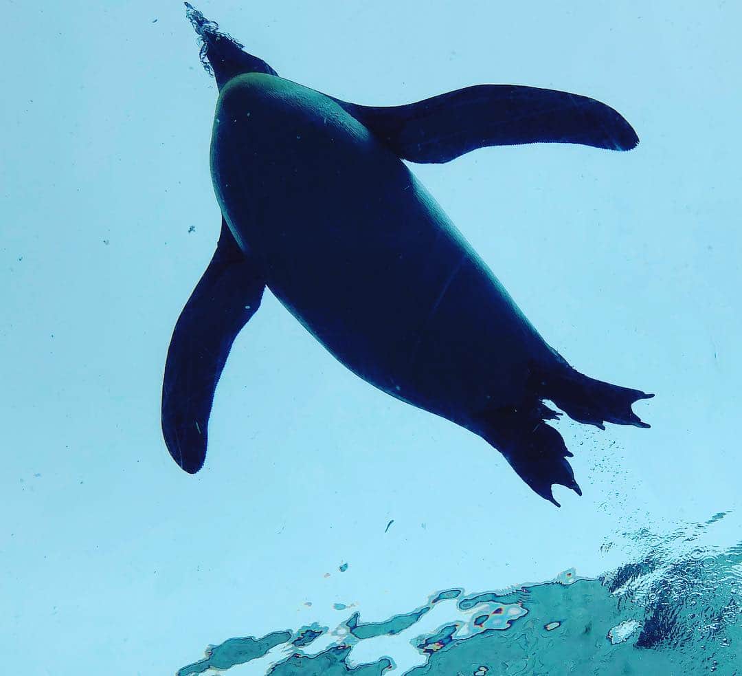 高橋麻美さんのインスタグラム写真 - (高橋麻美Instagram)「姪っ子上手写真シリーズ✨ 空飛ぶペンギン🐧  #penguin #zoo #asahikawa #asahiyamazoo #hokkaido」2月16日 15時23分 - charmy421