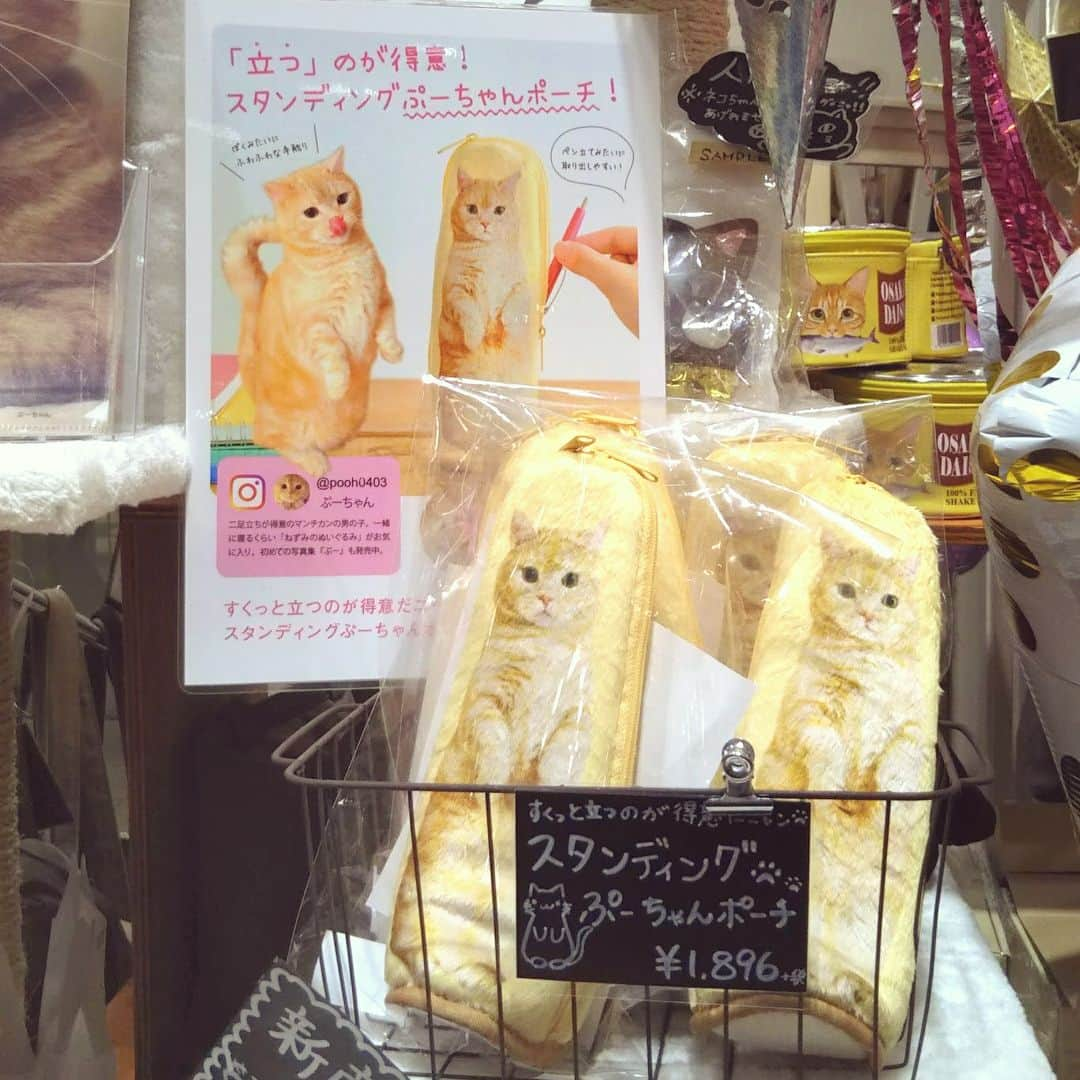 ぷーさんのインスタグラム写真 - (ぷーInstagram)「渋谷ヒカリエで開催中のネコフェスで、ぷーちゃんがたくさんいます🐱🐱🐱🐱 @tutti.cat さんのグッズ @felissimonekobu のポーチと新作クリアファイル @pecocats 巨大ぷーちゃん ヒカリエでぷーちゃんを探してみて下さい〜🐾 . #tutticat #フェリシモ猫部 #ペコねこ部 #渋谷ヒカリエ #マンチカン #ぷーちゃん #ぷー #ねこ #cat #neko #猫 #Munchkin #Munchkincat #catlover #petstagram #Ig_catclub #catoftheday #cats #instagramcats #kitty #fluffy #kawaii #bestmeow #cutecat #catsofinstagram #にゃんすたぐらむ #ふわもこ部 #にゃんだふるらいふ」2月16日 14時01分 - pooh0403