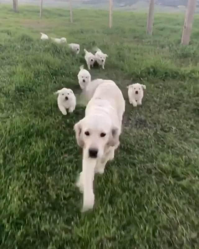 Animalsのインスタグラム：「Aww😍 By @stagegulchgoldens」