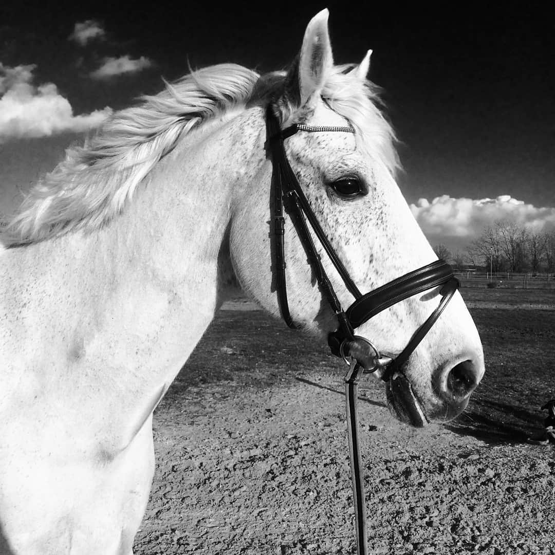 ヴィクトリヤ・シニツィナのインスタグラム：「#Love #black&white #Laredo #horse #myown #iloveyou #oneheartbeat #ride #waitingforsummer #onelove」