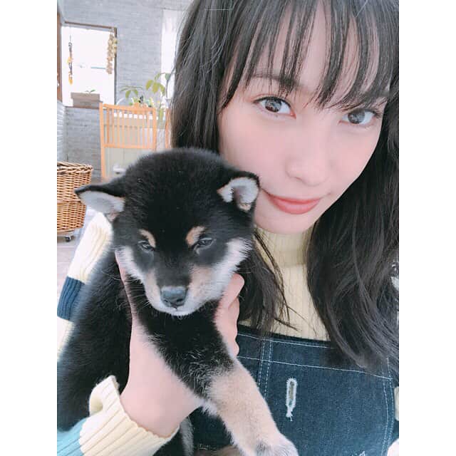 大政絢さんのインスタグラム写真 - (大政絢Instagram)「今日のどうぶつピースもお願いします🐶 #どうぶつピース#柴犬#dog#cat」2月16日 17時33分 - aya_omasa_official