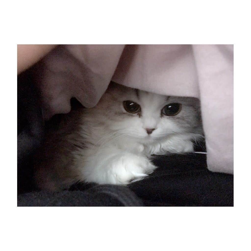 けむしちゃんのインスタグラム：「新年快樂喵〜🐱🎊」