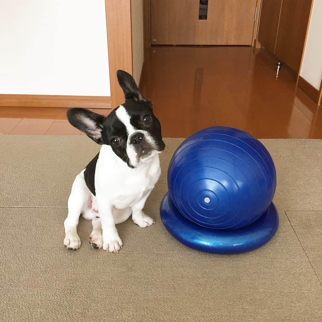 蜂須賀孝治さんのインスタグラム写真 - (蜂須賀孝治Instagram)「今日はジーニーの1歳の誕生日🎉🎂 おめでとう🎊㊗️ #ジーニー  #フレンチブルドッグ  #frenchbulldog  #0216」2月16日 19時28分 - koji_hachisuka