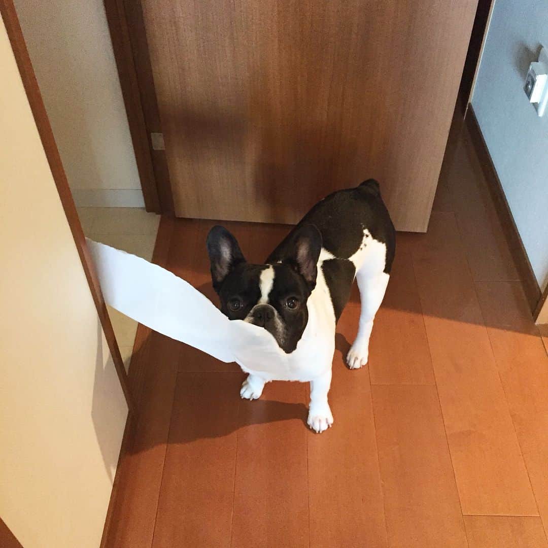 のインスタグラム：「今日はジーニーの1歳の誕生日🎉🎂 おめでとう🎊㊗️ #ジーニー  #フレンチブルドッグ  #frenchbulldog  #0216」