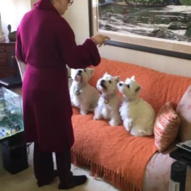 ジュディ・オングのインスタグラム：「我が家のソファーはいっつも占領されてしまってます....... みんなでハイタッチ可愛すぎるー❤️ #ワンコ #愛犬 #アイリス #ジュディオング #JudyOngg #翁倩玉」