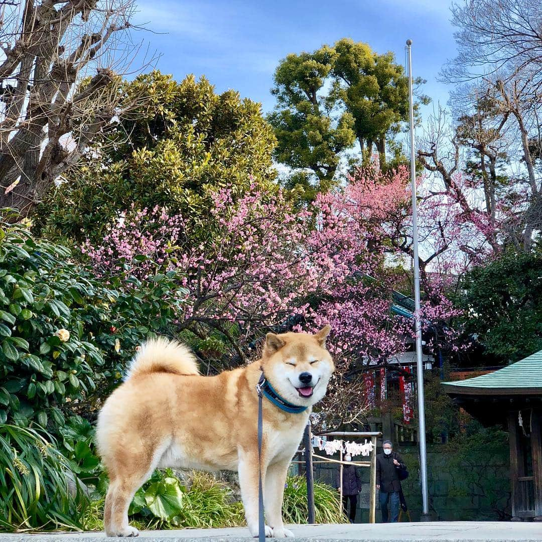 まる（まるたろう）さんのインスタグラム写真 - (まる（まるたろう）Instagram)「Good morning!!✨🐶🌸✨見て！梅の花も咲いてたの〜 #五條天神社 #上野公園内にあるから #行ってみな #うちの子お外でハイチーズ  #☝️お弁当箱もらえるよ #人間でもいいよ #おっさんでもオケ #誰でも誰かの子供だしね」2月17日 9時47分 - marutaro