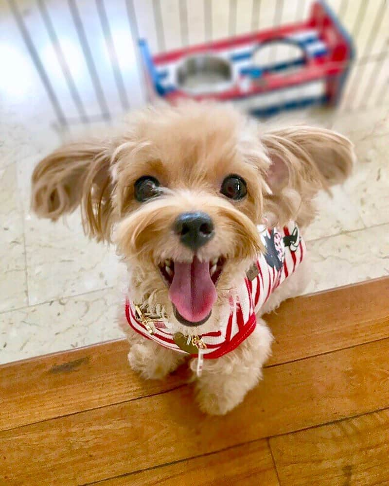 Ⓜ️їк◎ みこ 미코 ? Dogsのインスタグラム：「Omg❣️Mama is waving her red packets at me #见钱眼开 💁🏻‍♀️🤑💰🤑😆 ★ ᴴᴬᴾᴾᵞ 🐶 η℮ẘ վҽɑɾ 🍊💮🍊 ㊗️ 🤑 #狗年興旺 . 🙌🏻 #十犬十美 . 👍🏻 #旺事如意 . 🤩 #好運旺旺來 . 👨‍👩‍👧‍👦 #家和旺事兴 . 💮🈵💰🈵💮 📆〔17Feb2018〕 #maltipoosofinstagram #maltipoo #maltese #toypoodle #ワンコ #わんこ #犬 #いぬ #トイプードル #dogsoftheday #poodlesofficial #poodle #puppylove #petfancy#furball #sgpet #poodleclub #poodleclubsg #furbabies #furballs #fluffypack #puppiesforall #pawsomepoodles #singaporedogs」